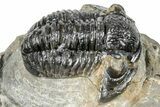 Detailed Gerastos Trilobite Fossil - Morocco #242751-1